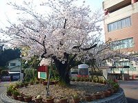 桜